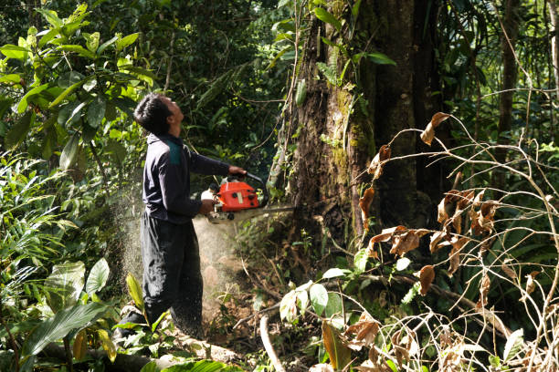 Best Commercial Tree Services  in St James City, FL