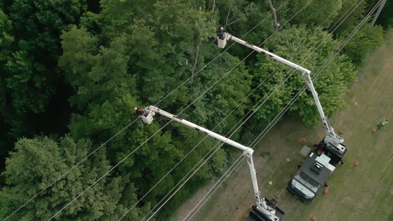 Tree and Shrub Care in St James City, FL